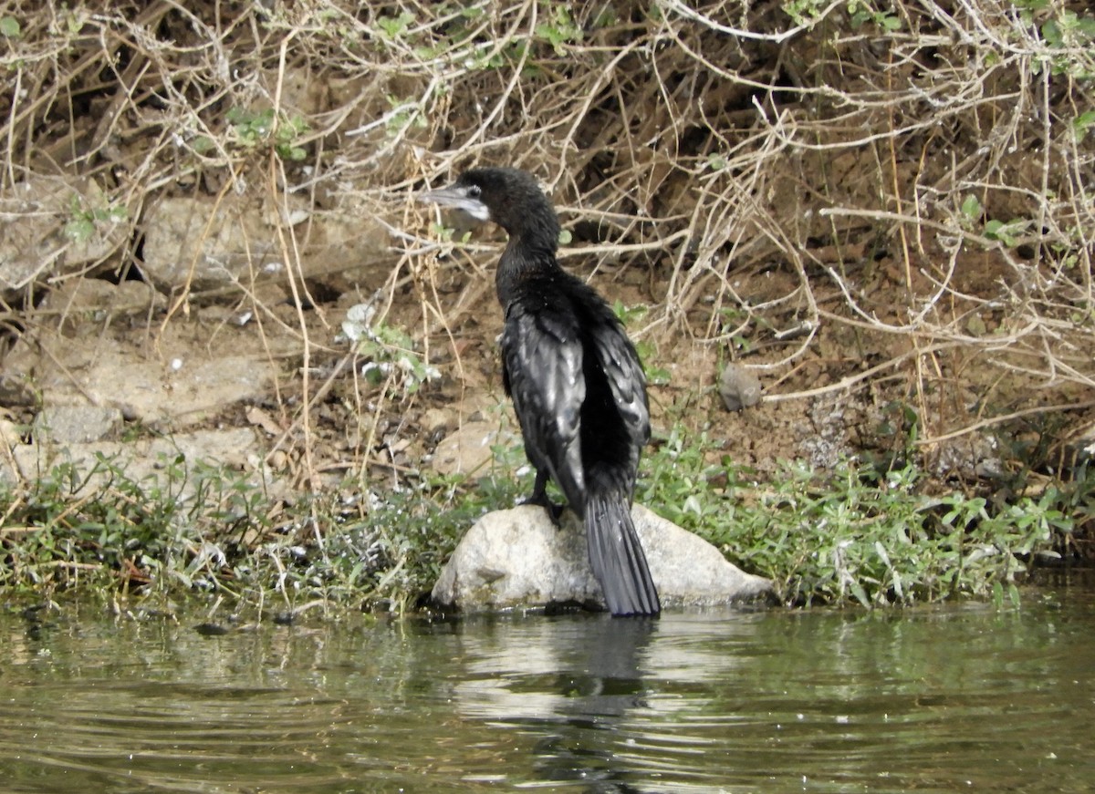 Little/Indian Cormorant - Tanya Seshadri