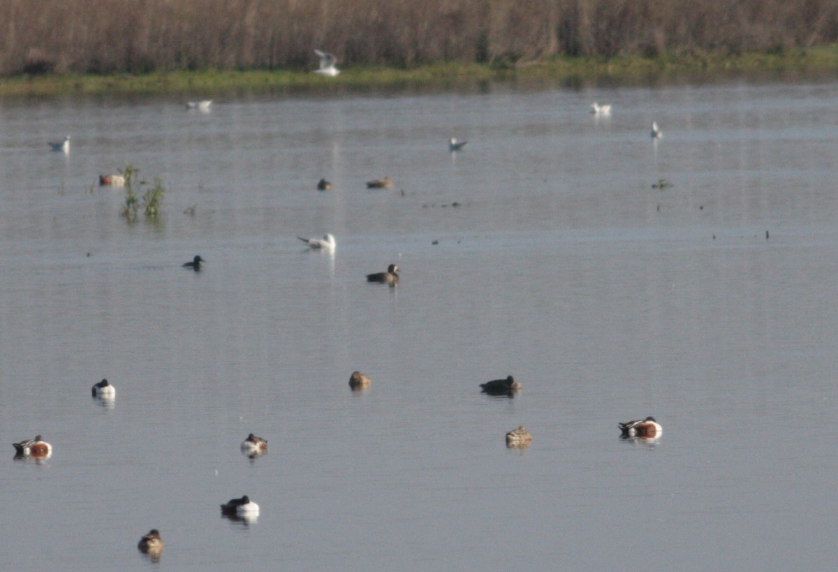 Greater Scaup - ML47626701