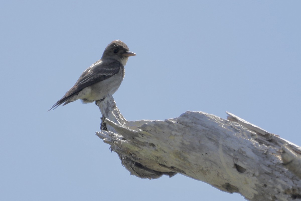 Western Wood-Pewee - ML476267881