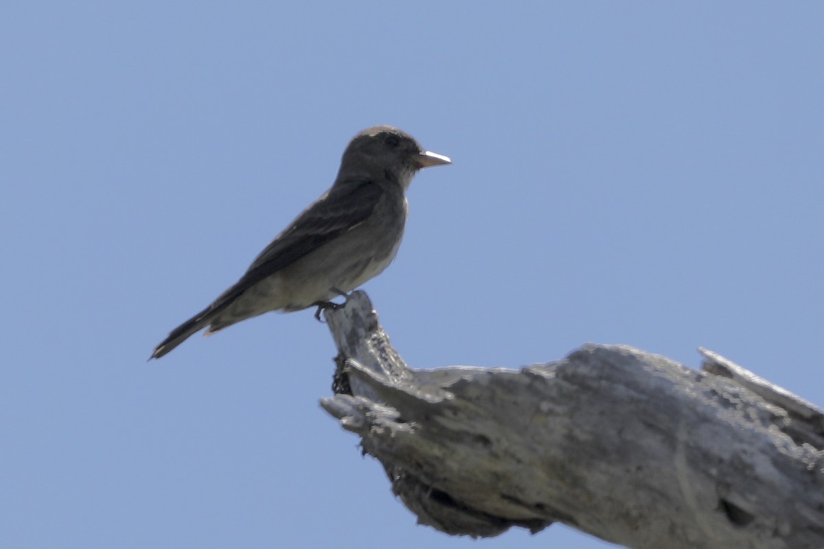 Western Wood-Pewee - ML476267901