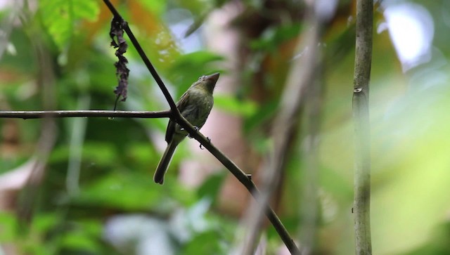 Western Olivaceous Flatbill - ML476268