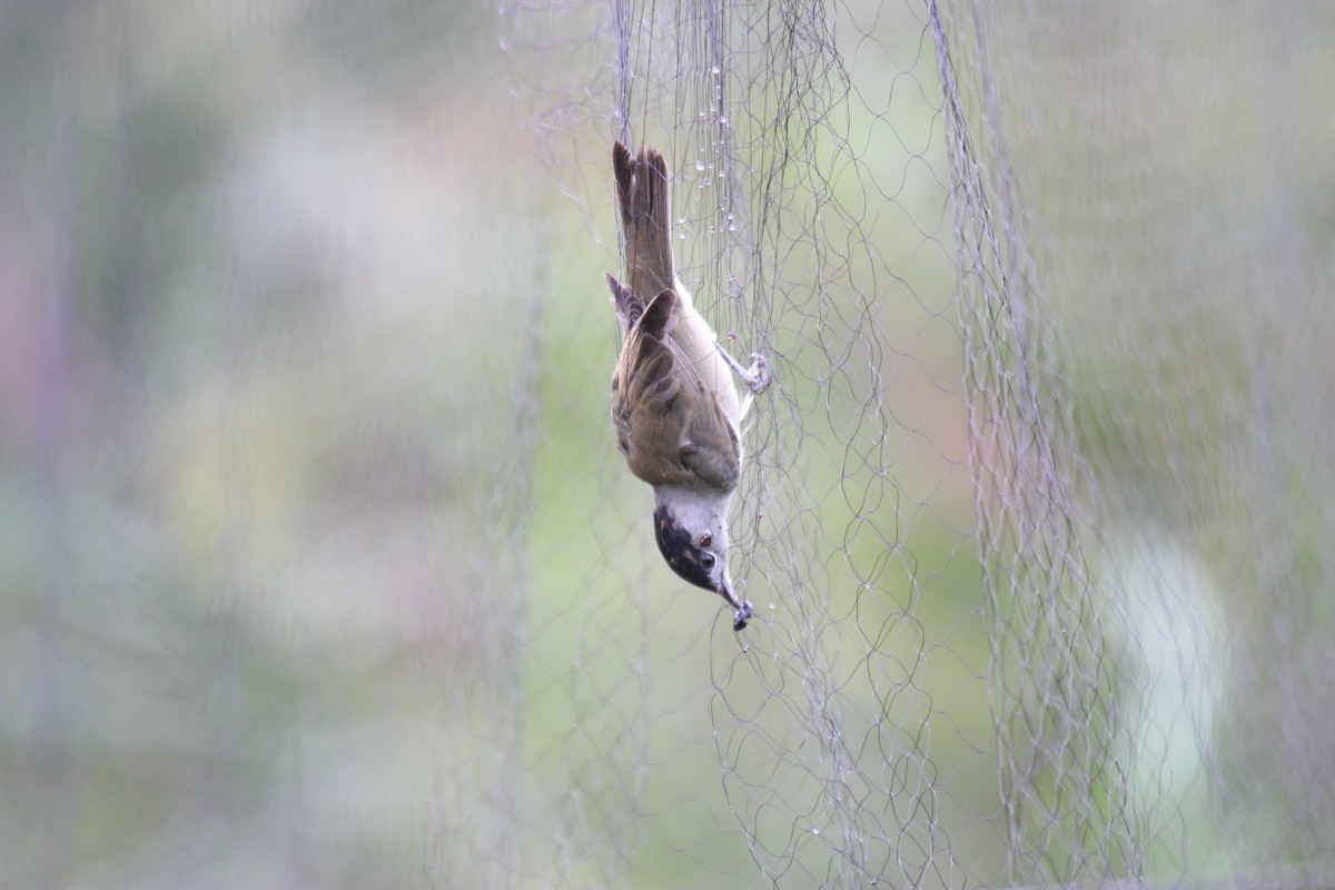 Халимагт зэржгэнэ - ML476268061