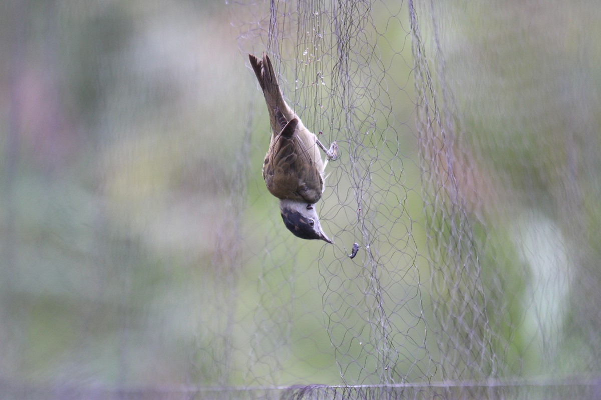 Халимагт зэржгэнэ - ML476268081