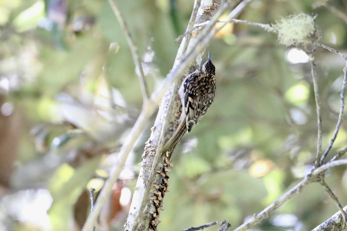 Brown Creeper - ML476268221