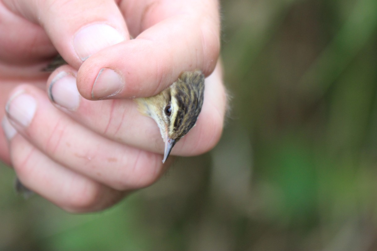 Улалжийн охил бялзуухай - ML476268231