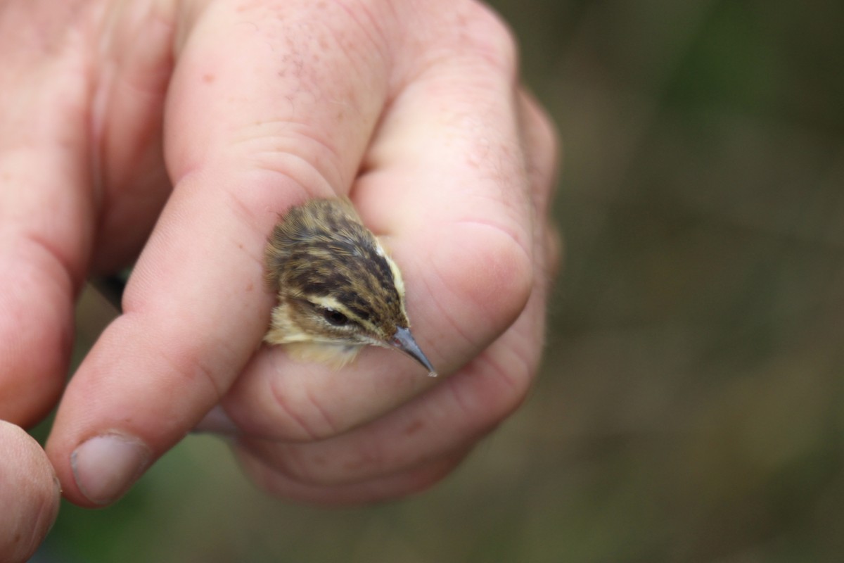 Улалжийн охил бялзуухай - ML476268281