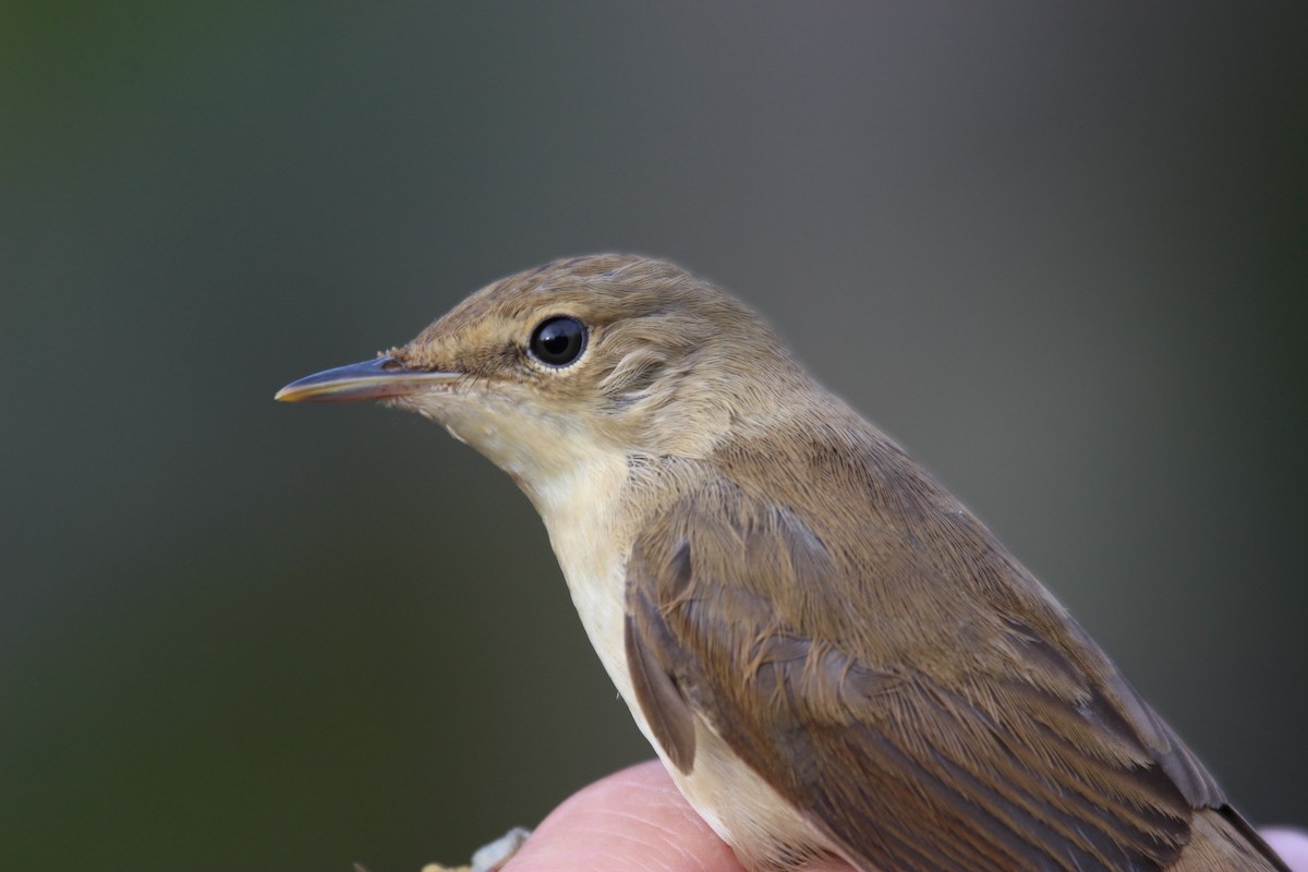 Common Reed Warbler - ML476268361
