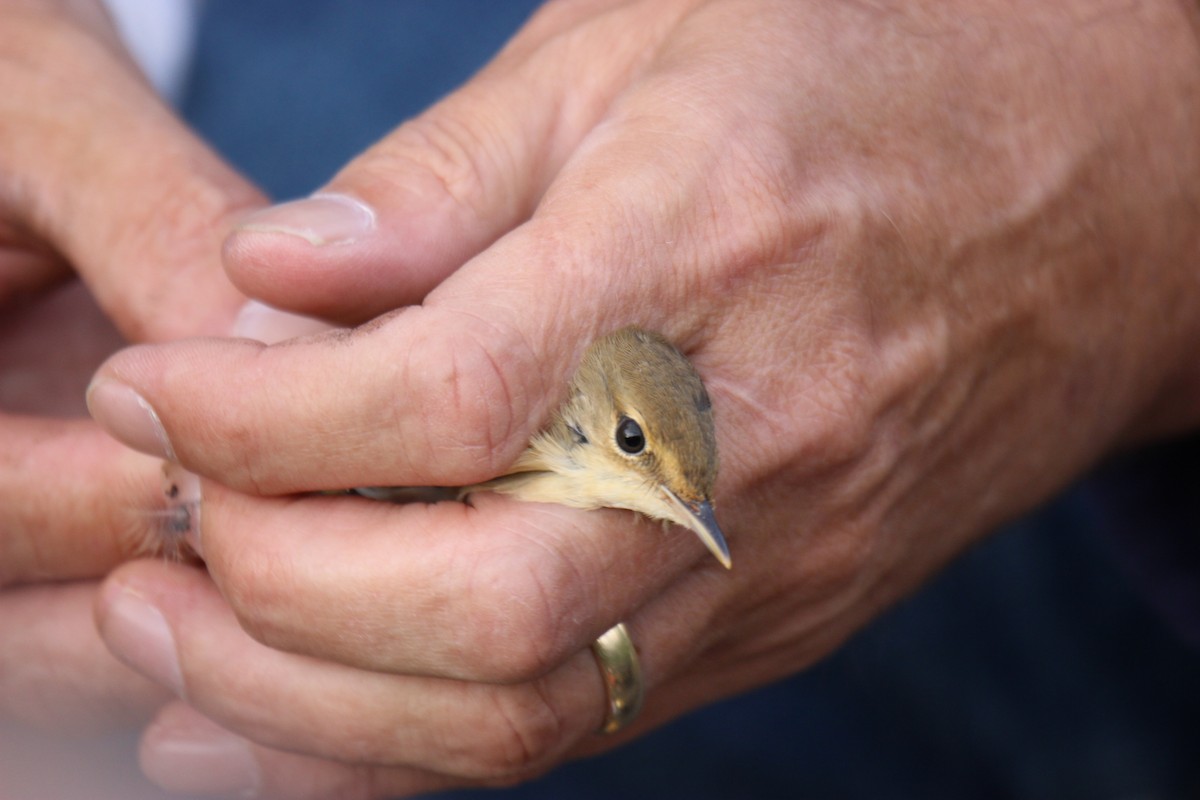 Common Reed Warbler - ML476268381