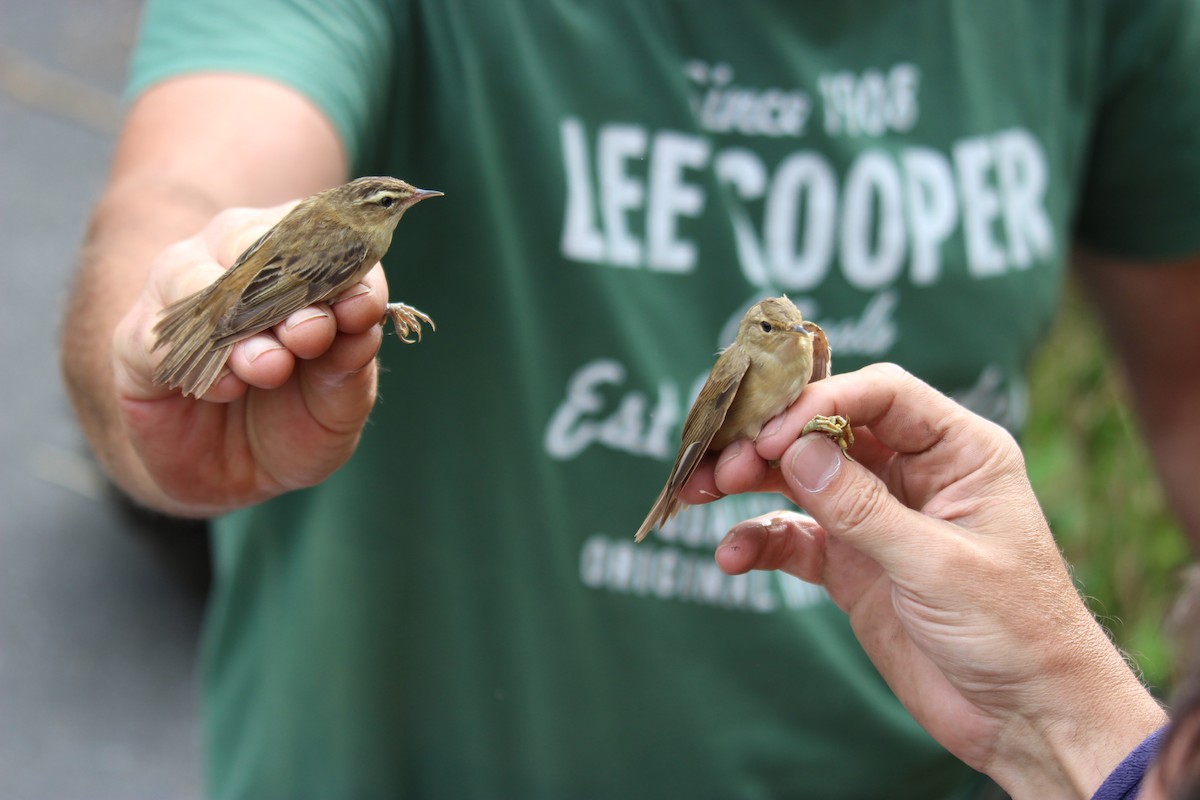 Common Reed Warbler - ML476268391