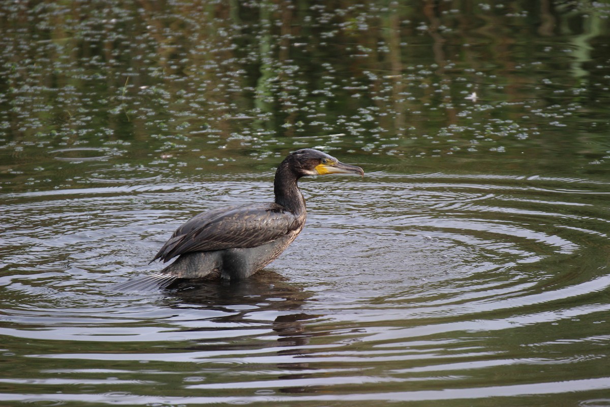 Тураг гогой - ML476268441