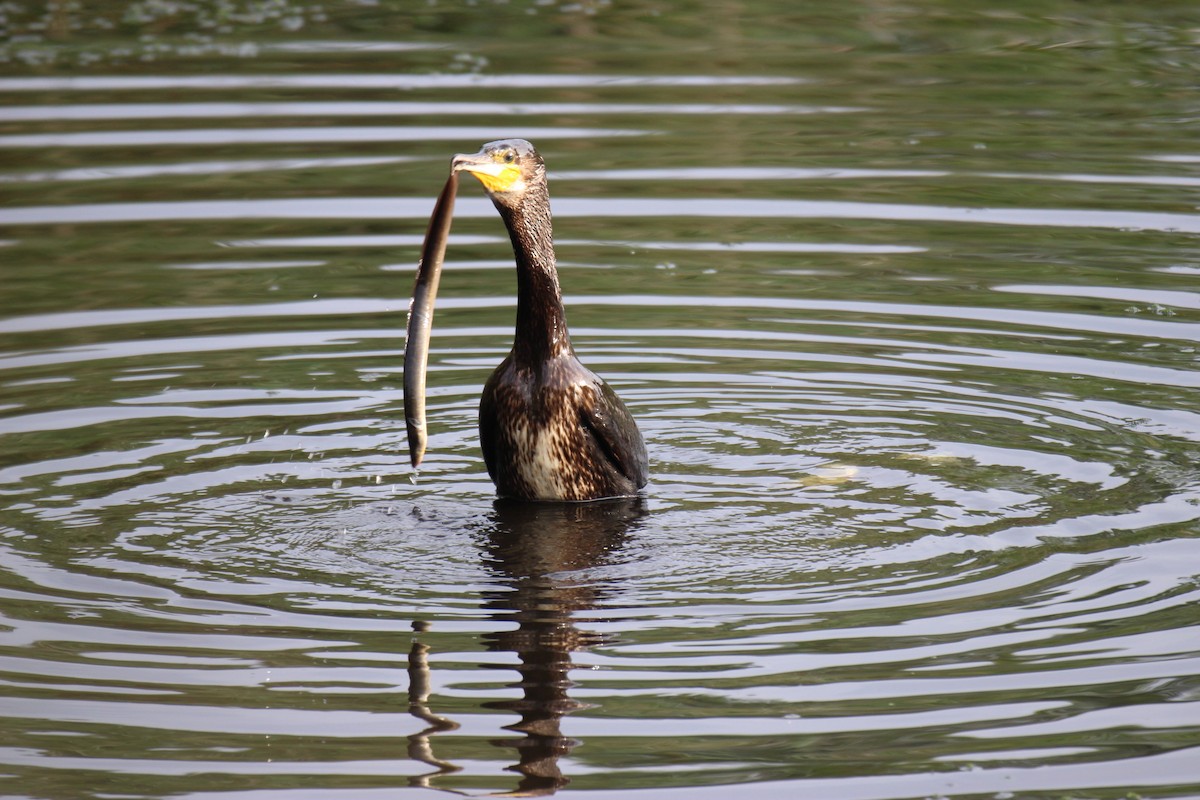 Тураг гогой - ML476268471