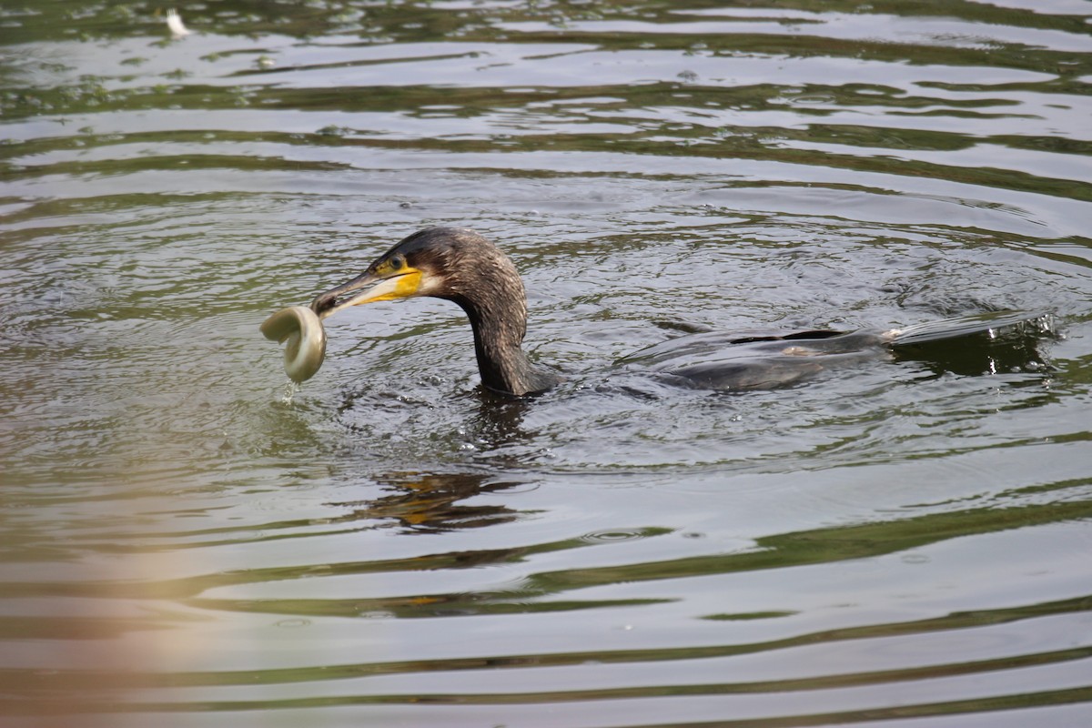 Тураг гогой - ML476268481