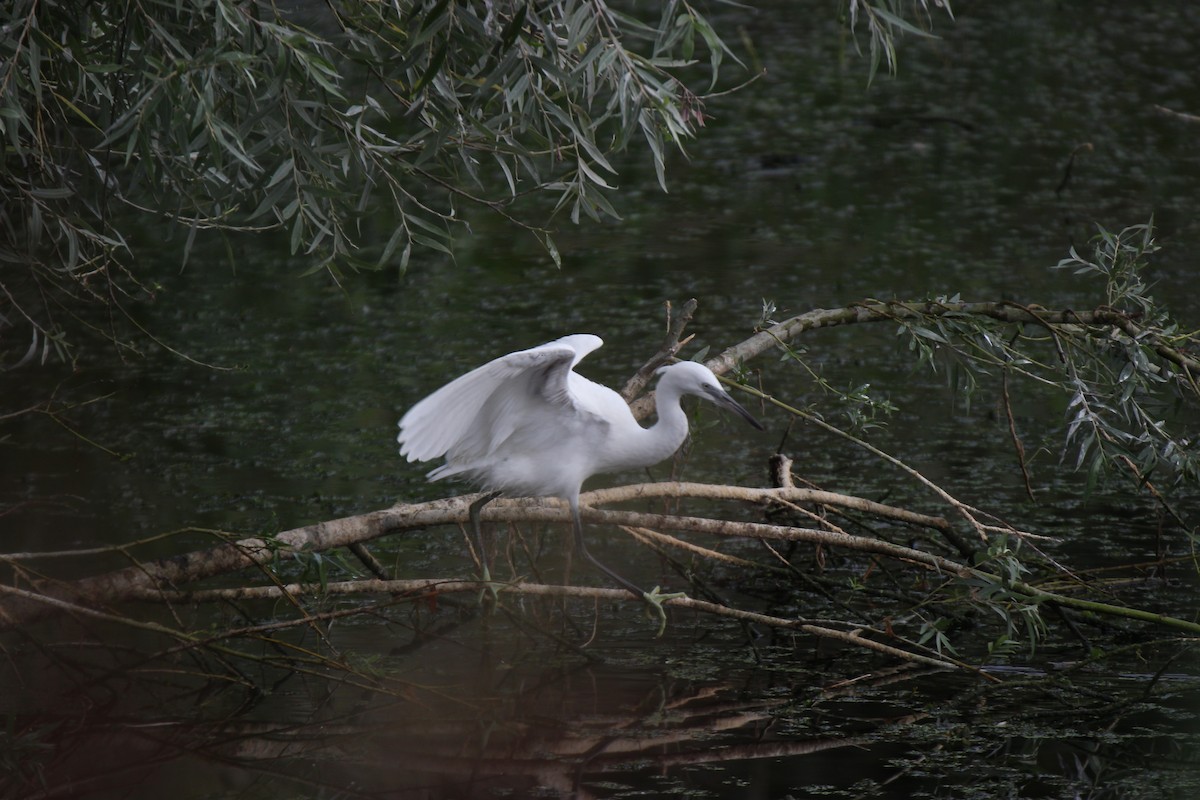 Хурган дэглий - ML476268581