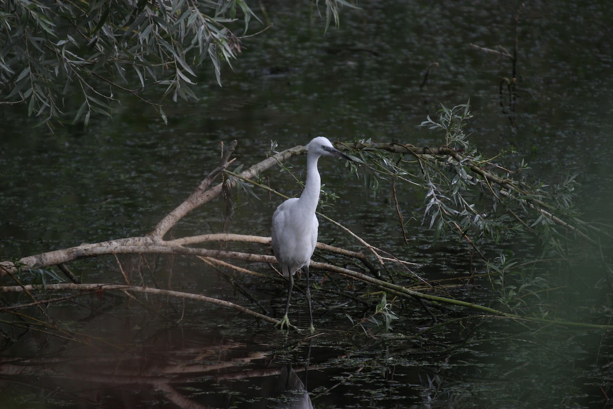 Хурган дэглий - ML476268591