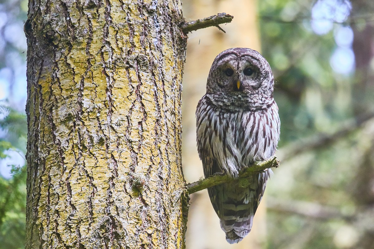 Barred Owl - ML476268781