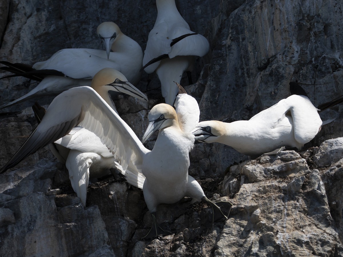 Northern Gannet - Linda Lorenz