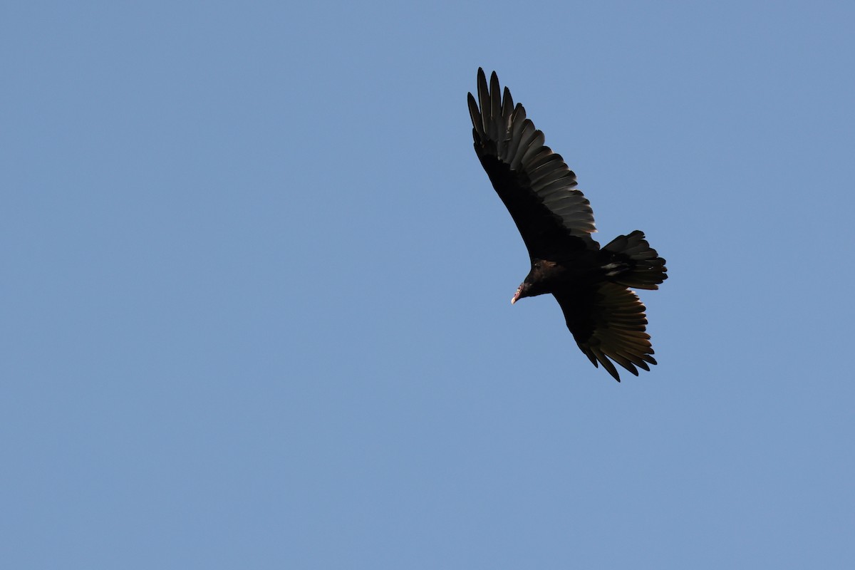 Turkey Vulture - Denis Tétreault