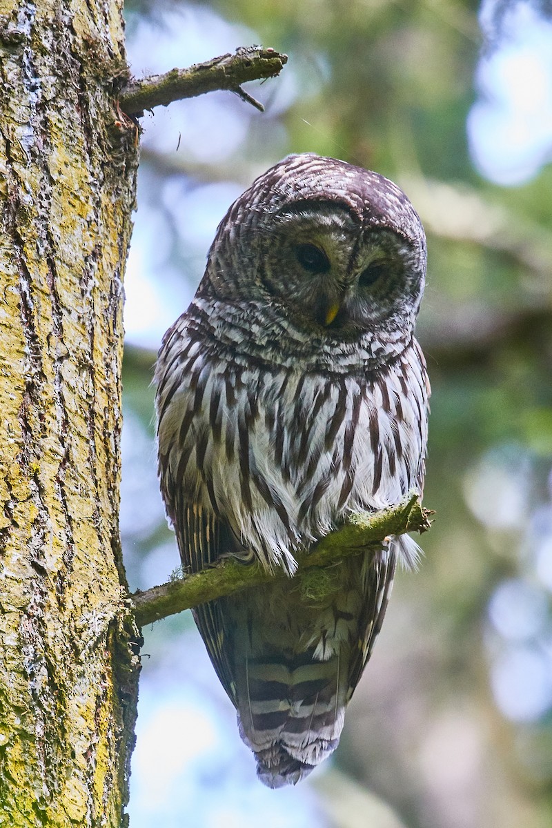 Barred Owl - ML476270191