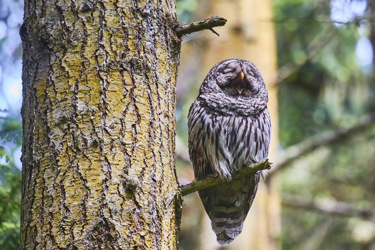 Barred Owl - ML476270821