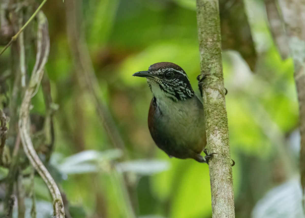 White-breasted Wood-Wren - ML476271011