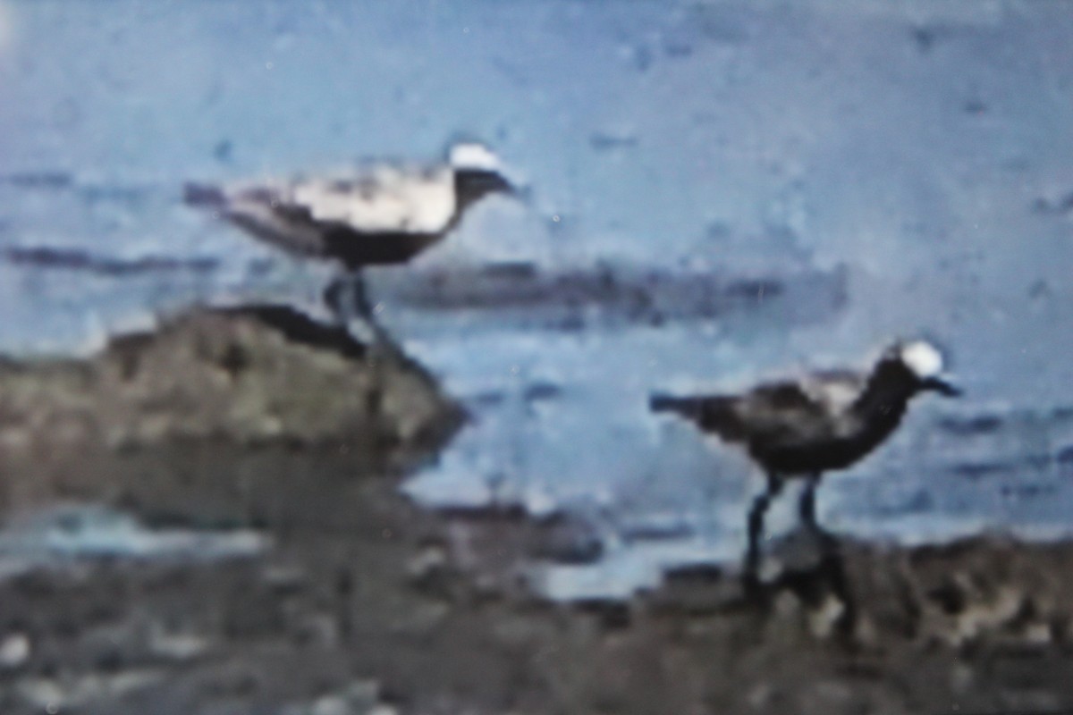 Black-bellied Plover - ML476271071