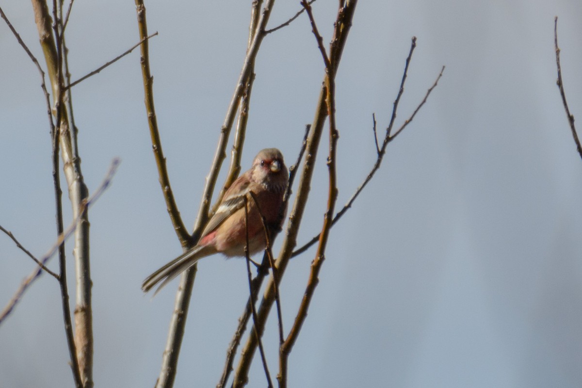 Long-tailed Rosefinch - ML47627121