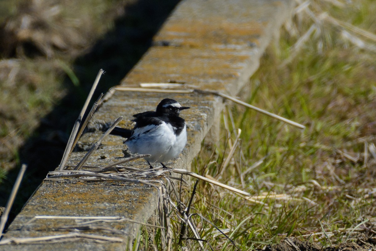 Japanese Wagtail - ML47627191