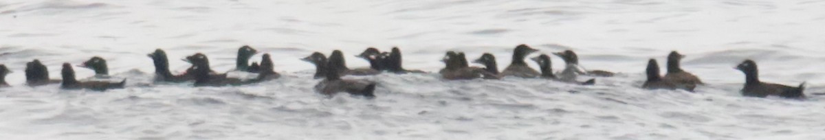 White-winged Scoter - ML476271941