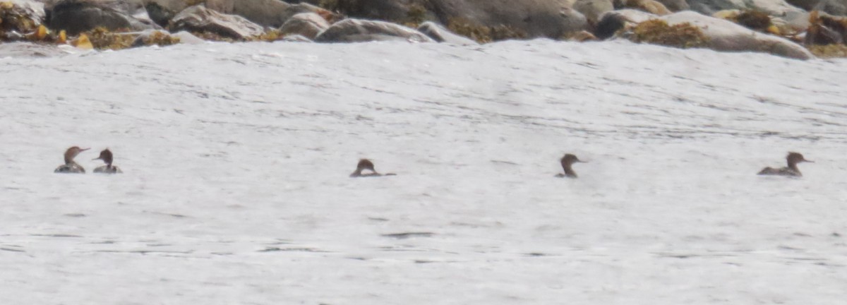 Red-breasted Merganser - ML476272011