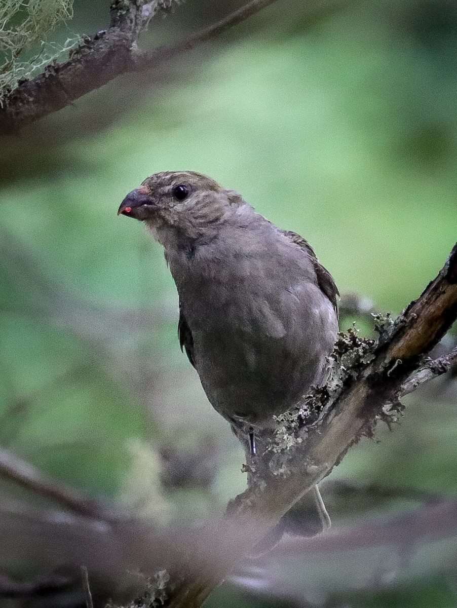 Pine Grosbeak - ML476272181