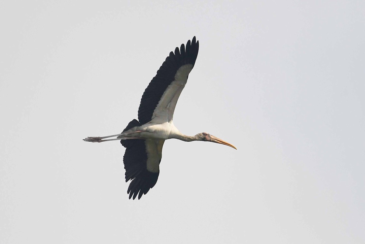 Milky Stork - ML476272721