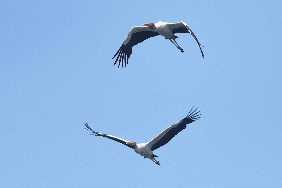 Milky Stork - Andreas Deissner