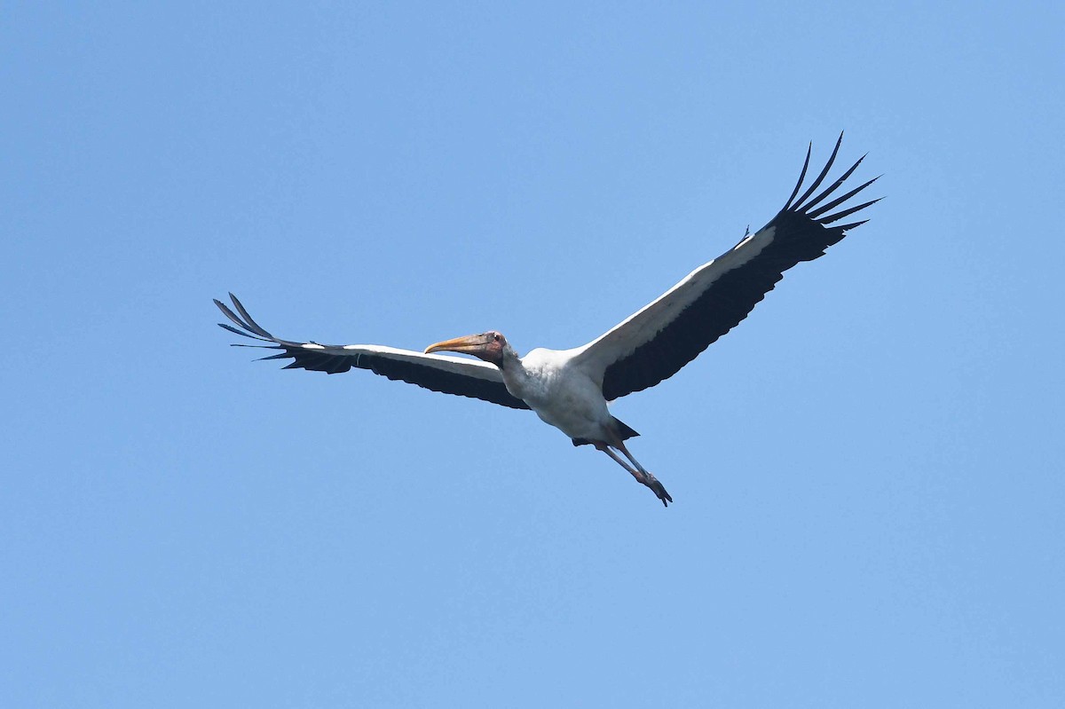 malaystork - ML476272741