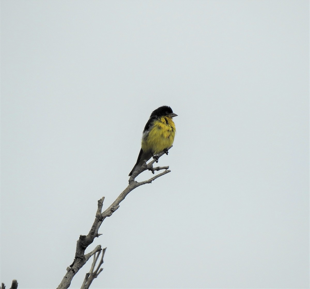 Lesser Goldfinch - ML476273161