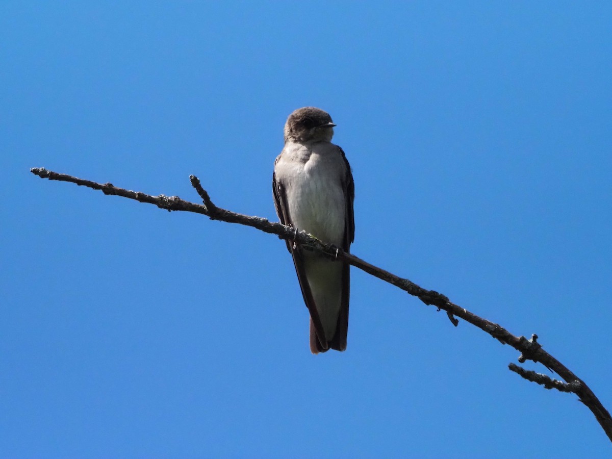 Northern Rough-winged Swallow - ML476274081