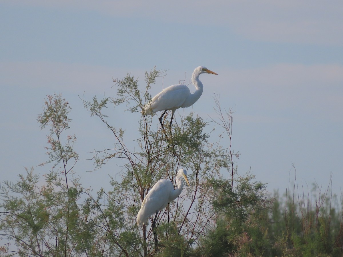 Great Egret - ML476274631