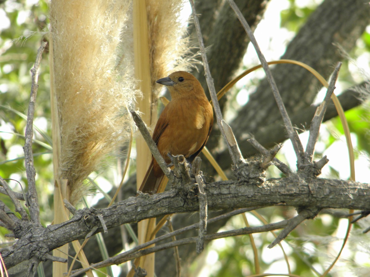 White-lined Tanager - Mariano  Ordoñez