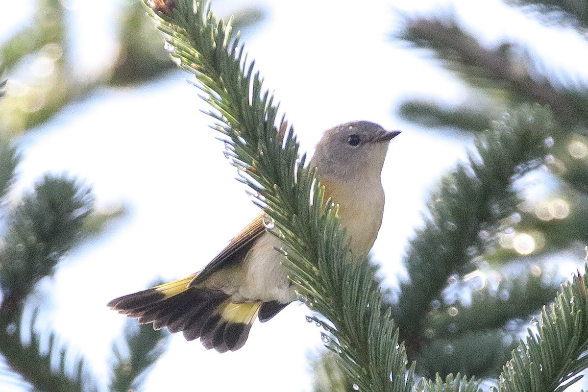 American Redstart - ML476275121