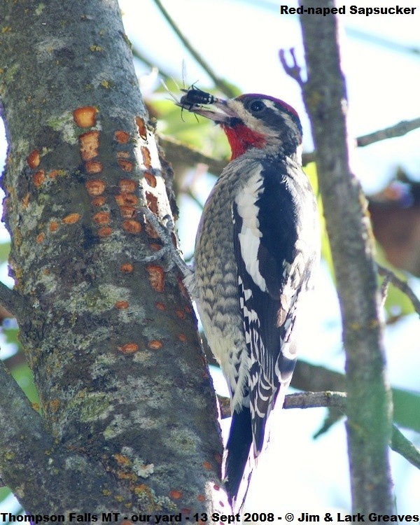 Red-naped Sapsucker - ML476276381