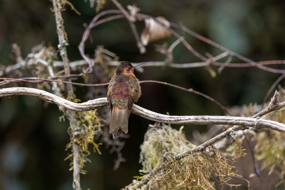 kolibřík duhovohřbetý - ML476277221