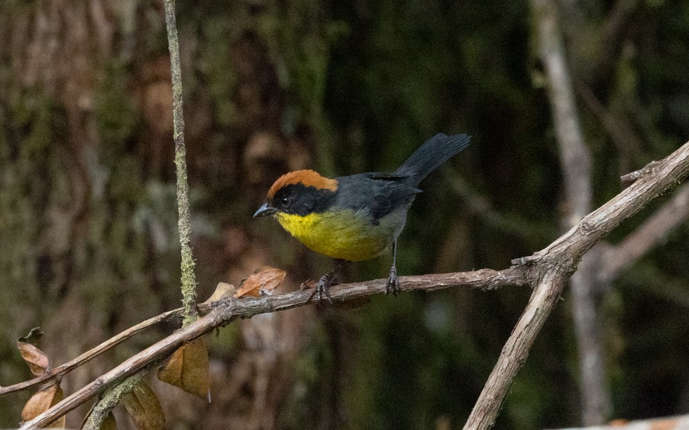 Yellow-breasted Brushfinch - ML476277301