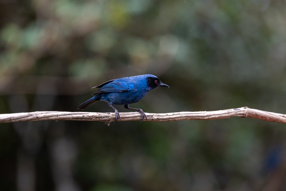 Masked Flowerpiercer - ML476277541
