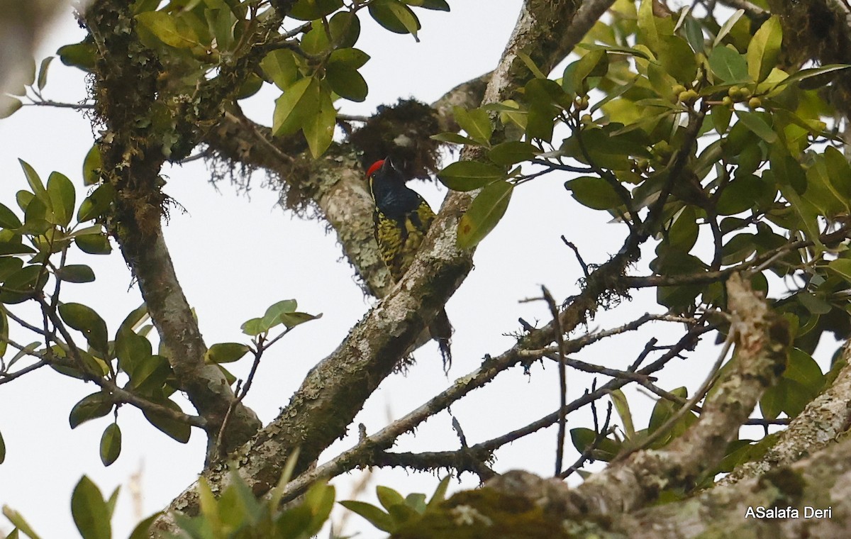 Sarı Benekli Barbet - ML476277841