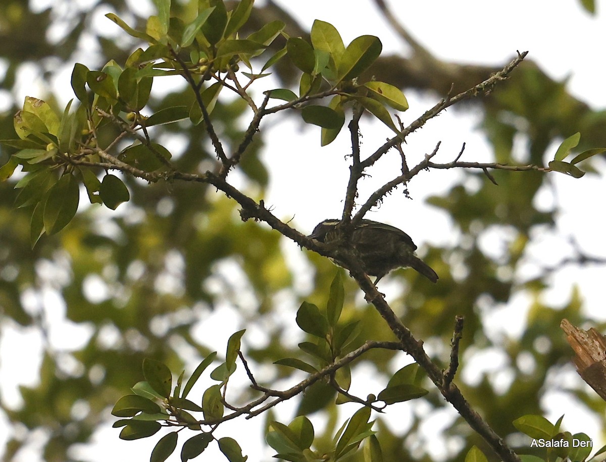 Sarı Benekli Barbet - ML476277851