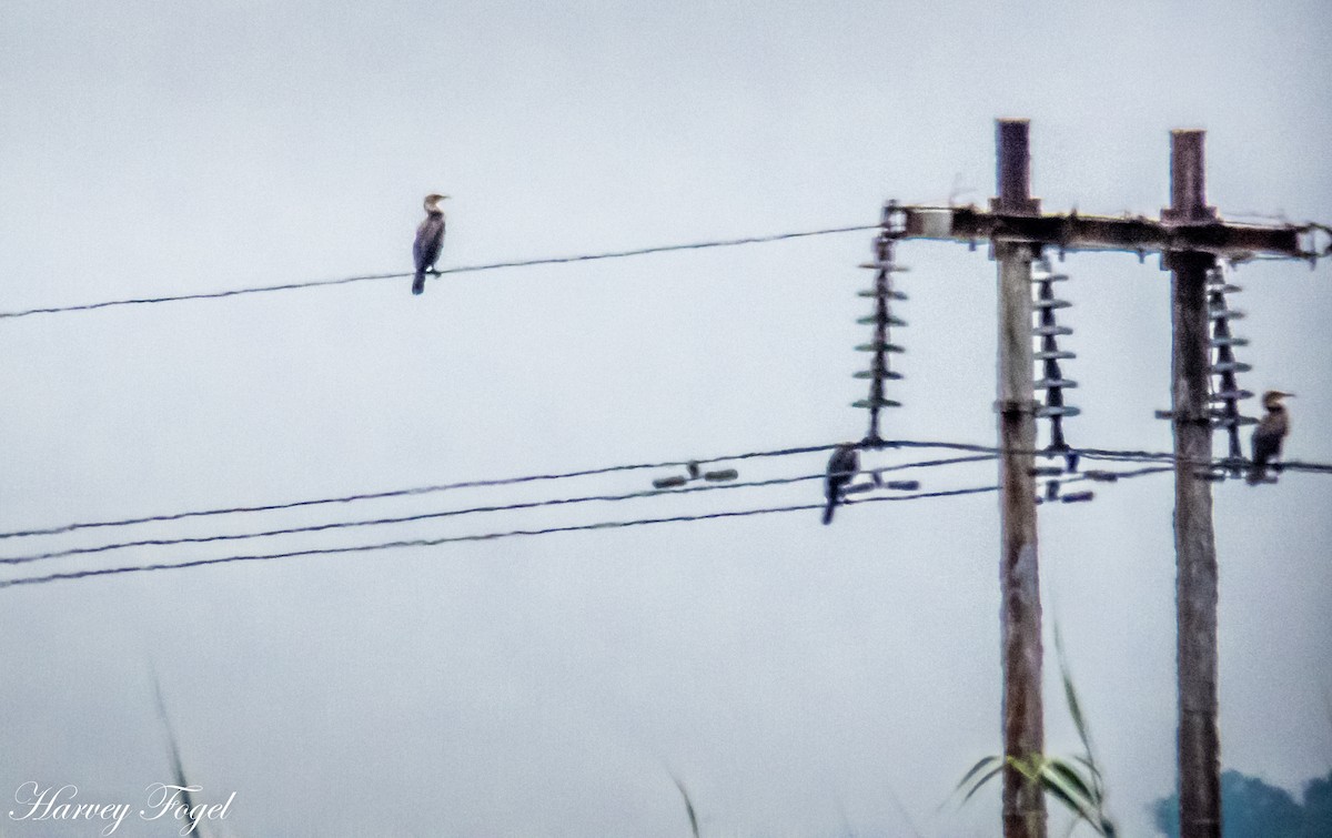 Great Cormorant (White-breasted) - ML47627901