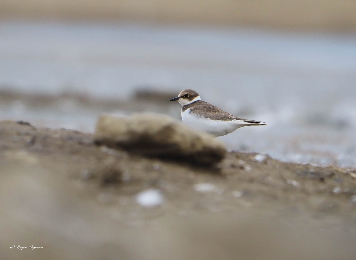 Little Ringed Plover - ML476279481