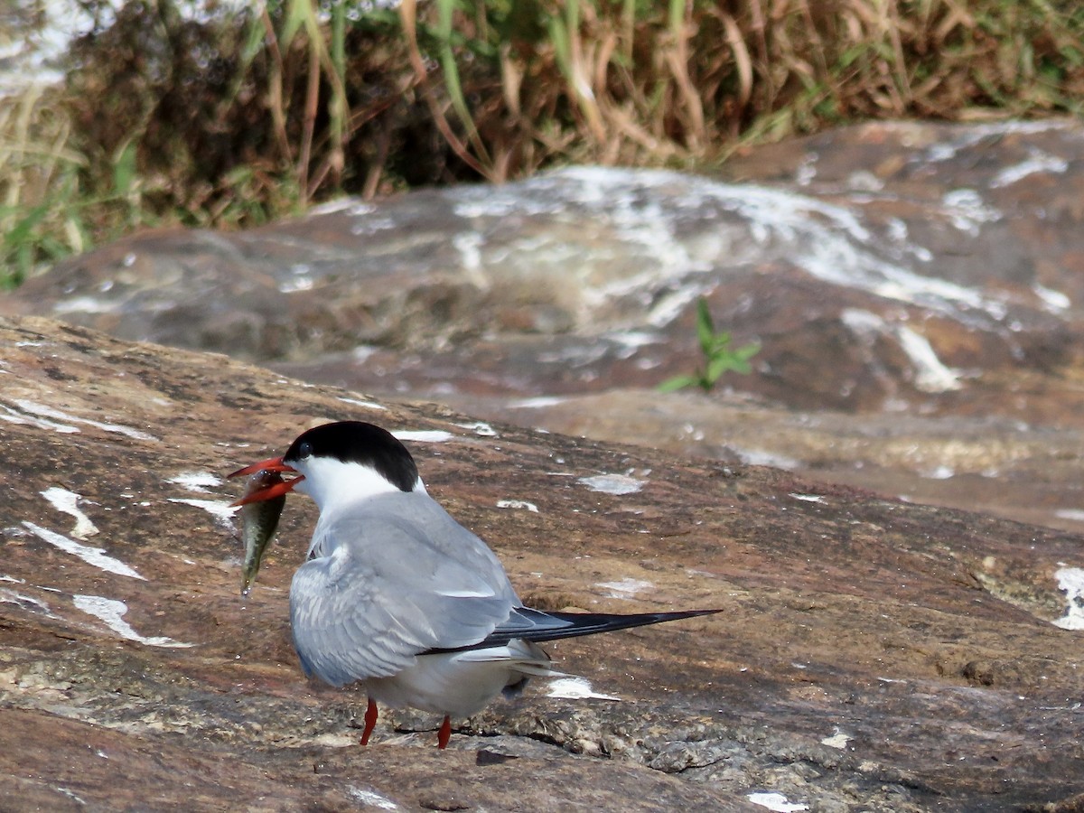 Common Tern - ML476281181