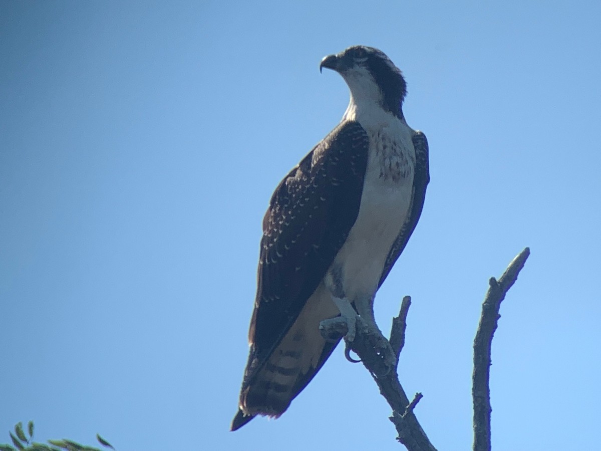 Águila Pescadora - ML476281621