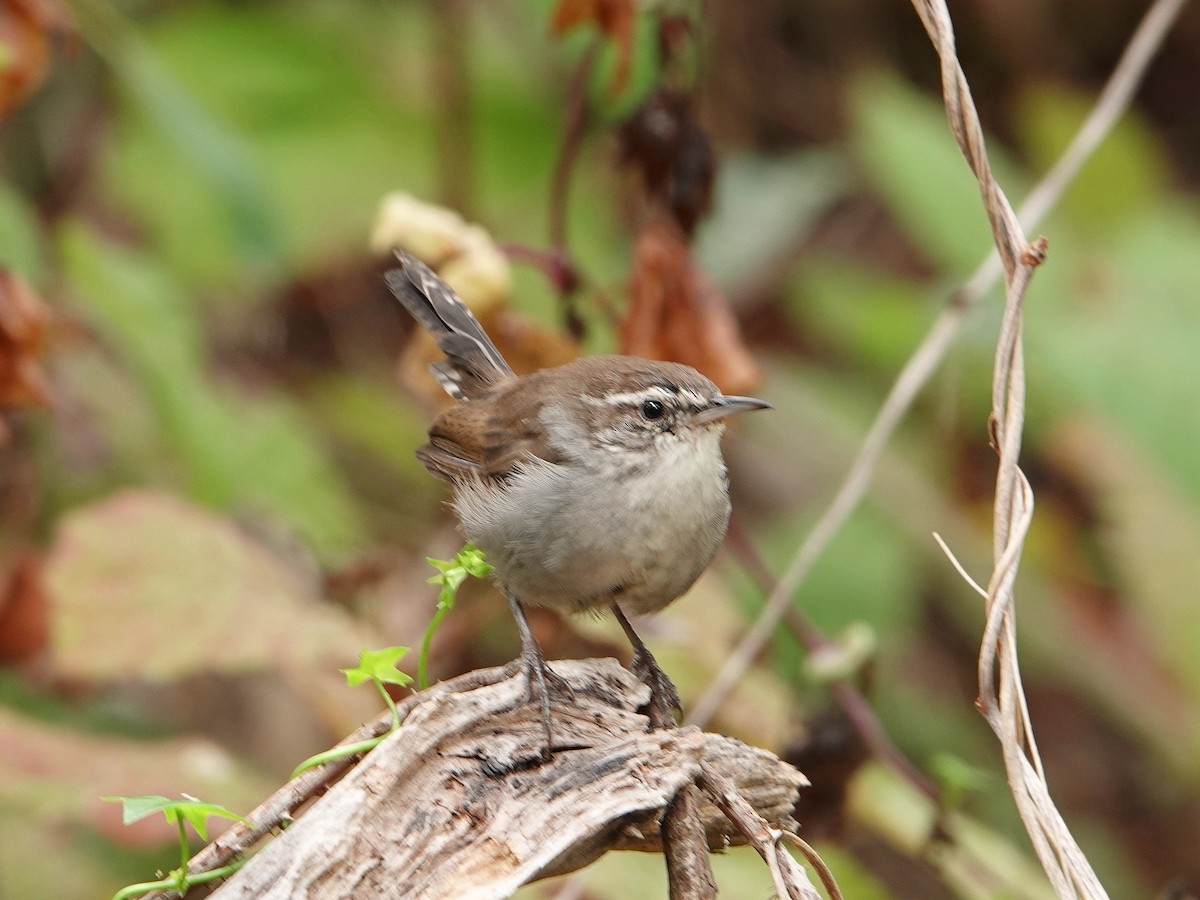 Bewick's Wren - ML476282041