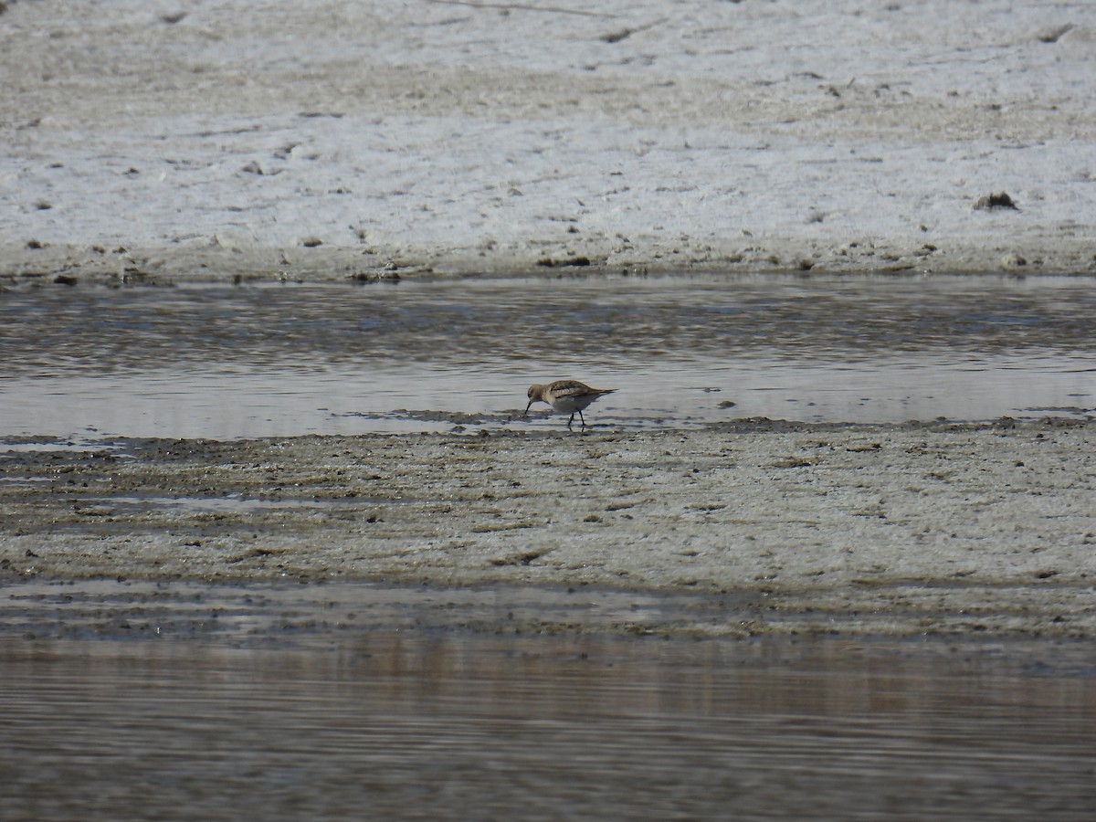 Baird's Sandpiper - Carlos Cabrera